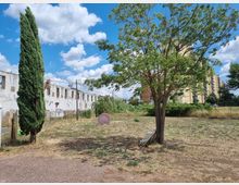 Area verde incolta con erba secca e terreno polveroso, con un cipresso alto a sinistra e un grande albero frondoso al centro. Sullo sfondo si vedono un lungo edificio bianco degradato con finestre murate e palazzi residenziali, oltre a pali e cavi sotto un cielo azzurro con nuvole.