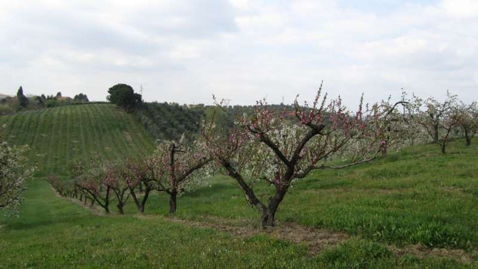 Filari di alberi da frutto in fiore su un terreno collinare erboso, con campi coltivati e altri alberi in lontananza. Cielo parzialmente nuvoloso sopra il paesaggio agricolo.