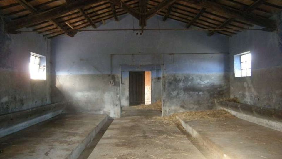 Interno di una stalla o fienile in muratura con tetto a capriate in legno e pavimento in cemento, con due lunghe pedane laterali e canalette centrali. Pareti intonacate e consumate, due piccole finestre ai lati e una porta aperta sul fondo che lascia entrare luce naturale.