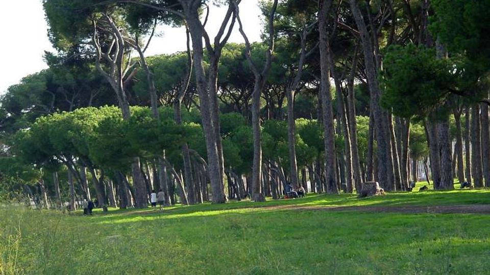 51906-photo-pineto-jpgjpg