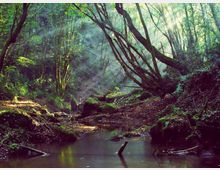 Bosco fitto con un ruscello poco profondo che scorre tra rocce e tronchi caduti. Alberi inclinati e vegetazione muschiosa circondano l’acqua, con raggi di sole che filtrano tra le chiome.