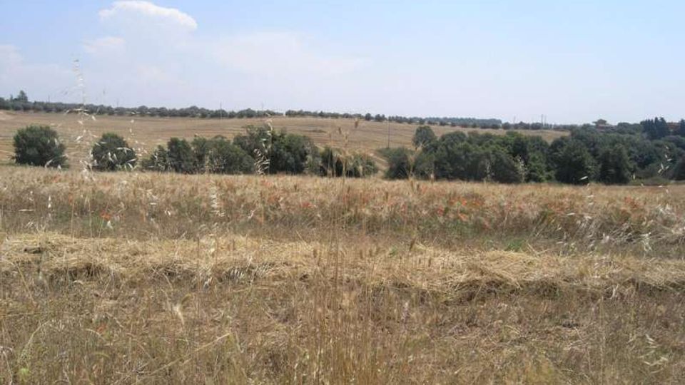 Paesaggio rurale con ampio campo di erba secca e stoppie in primo piano, che si estende su dolci colline. Sullo sfondo si vede una fascia di alberi e cespugli sotto un cielo azzurro con poche nuvole.