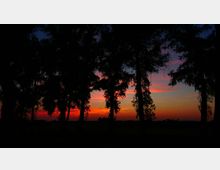 Silhouette di alberi alti lungo un terreno pianeggiante, in controluce contro un cielo al tramonto con sfumature rosse, arancioni e viola. Orizzonte basso e paesaggio aperto sullo sfondo.