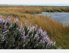 52088-photo-riserva-macchiatonda-jpgjpg