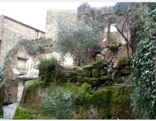 Rovine di edifici in pietra con finestre e archi parzialmente crollati, affacciate su una terrazza sostenuta da un muro a secco coperto di muschio. Vegetazione fitta con edera, arbusti e un ulivo cresce tra le murature in un piccolo cortile acciottolato.
