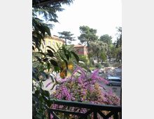 Vista da un balcone con ringhiera in metallo su un cortile alberato, con una grande bouganville fiorita viola in primo piano e palme e pini sullo sfondo. Ai lati si vedono edifici dai toni giallo e rosso e, più in basso, un’area di parcheggio con veicoli e materiali accatastati.