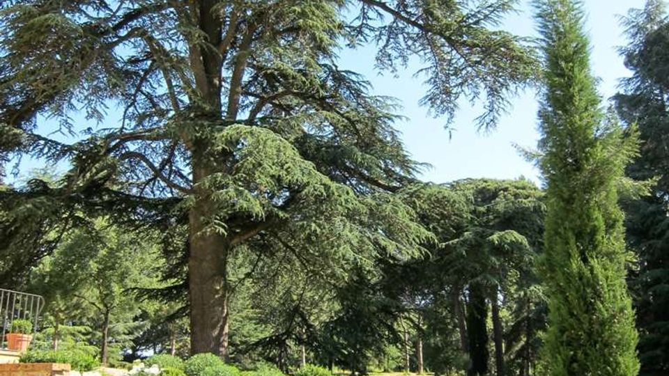 Giardino paesaggistico con prato curato, muretti in mattoni a terrazze con aiuole di arbusti e fiori bianchi. Sullo sfondo si vedono grandi alberi sempreverdi, tra cui un alto cipresso, in un’area verde ampia e alberata.