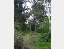 51790-photo-cellulosa1-jpgjpg