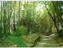 Sentiero asfaltato che curva attraverso una fitta foresta di bambù, con alti fusti verdi che formano una volta ombreggiata. Ai lati del percorso si vedono vegetazione bassa e un piccolo canale di scolo in cemento.