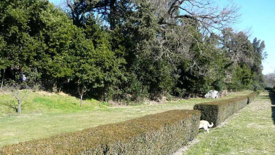 Viale erboso in un parco con una lunga siepe potata che corre in prospettiva lungo il lato destro. Sullo sfondo si vede un’area boscosa con alberi alti e rami spogli sotto un cielo sereno.