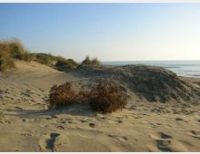 52167-photo-dune-di-capocotta-jpgjpg