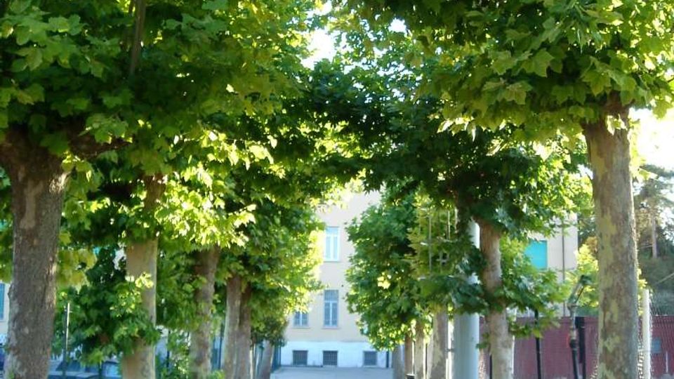 Viale pedonale asfaltato fiancheggiato da alberi ad alto fusto potati, che formano una galleria di chiome verdi sopra il percorso. Sullo sfondo si intravede un edificio chiaro; ai lati sono presenti recinzioni e alcuni veicoli parcheggiati.