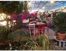 Interno di una serra-ristorante con struttura in metallo e tetto trasparente illuminato da luci sospese. Tavoli apparecchiati con sedie colorate sono circondati da piante e fiori, tra cui un vaso appeso di petunie viola e rosa e grandi vasi di vegetazione.