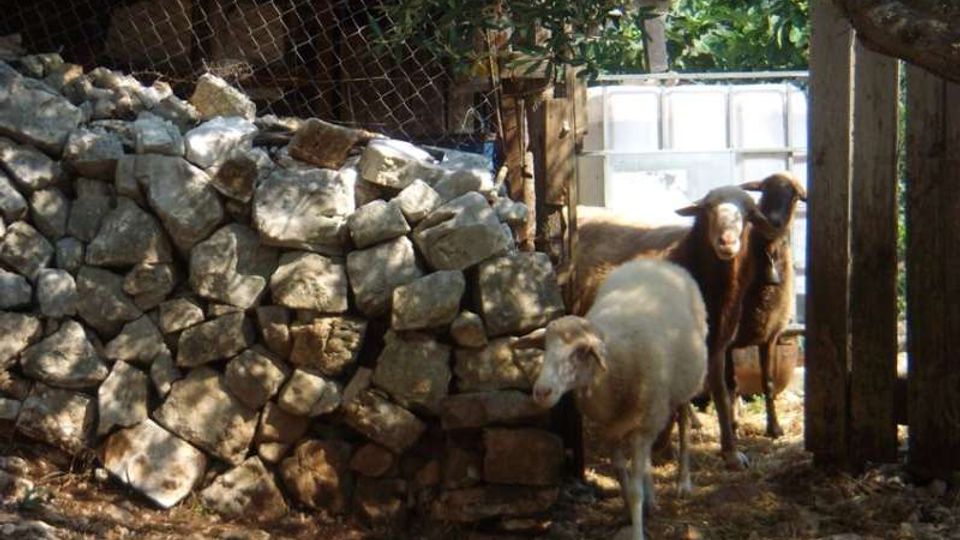 Recinto rurale con muretto a secco in pietra e rete metallica, ombreggiato da alberi, con terreno coperto di paglia e foglie. Sullo sfondo si vede un cancello e una struttura semplice in legno e lamiera.