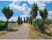 Strada sterrata di campagna che attraversa campi recintati, fiancheggiata da alti cipressi e grandi piante tipo yucca ai lati. Sullo sfondo vegetazione sparsa e cielo azzurro con nuvole.