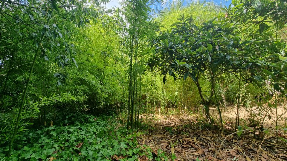 Giardino boscoso con fitta vegetazione di bambù e arbusti, con un albero a foglie larghe sulla destra. Il terreno è coperto di foglie secche e edera, con un piccolo spazio aperto e cielo azzurro visibile tra le chiome.
