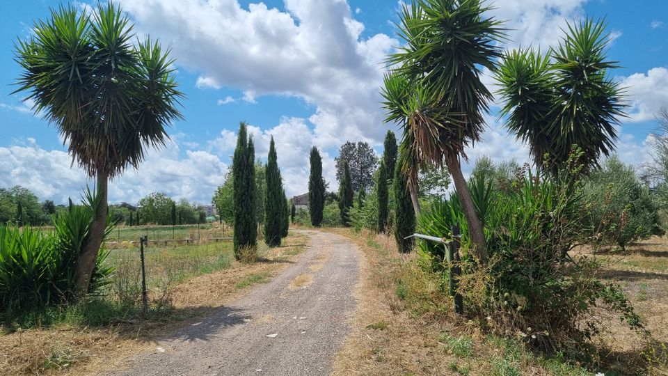 Strada sterrata di campagna che attraversa campi recintati, fiancheggiata da alti cipressi e grandi piante tipo yucca ai lati. Sullo sfondo vegetazione sparsa e cielo azzurro con nuvole.
