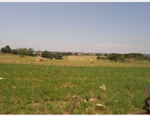 Ampio paesaggio rurale con campi di erba e stoppie, rotoballe di fieno sparse e filari di alberi all’orizzonte. Cielo sereno sopra dolci colline agricole.