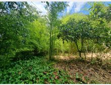 Giardino boscoso con fitta vegetazione di bambù e arbusti, con un albero a foglie larghe sulla destra. Il terreno è coperto di foglie secche e edera, con un piccolo spazio aperto e cielo azzurro visibile tra le chiome.
