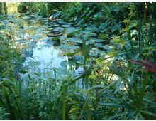 Piccolo stagno in un giardino, con acqua coperta da numerose foglie di ninfea. Intorno si vede vegetazione fitta con canne e piante acquatiche, che incorniciano la superficie riflettente.