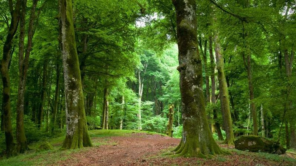 Sentiero in un bosco fitto con alti alberi dal tronco muschioso e chioma verde, su terreno coperto di foglie e terra. La vegetazione densa circonda il percorso e si apre verso una radura illuminata sullo sfondo.