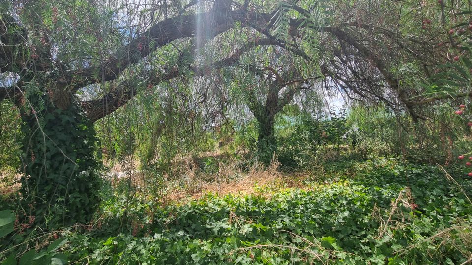 Area boschiva fitta con grandi alberi dai rami ricadenti che formano una volta sopra il terreno. Il suolo è coperto da edera e vegetazione spontanea, con luce solare filtrata tra le fronde.