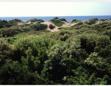 52168-photo-ostia-castel-porziano-dune-01-fq-jpgjpg