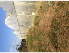 Fila di serre agricole con copertura in plastica traslucida e struttura metallica, viste di lato lungo un terreno erboso e in parte brullo. Sullo sfondo si intravedono alberi e un cielo sereno.