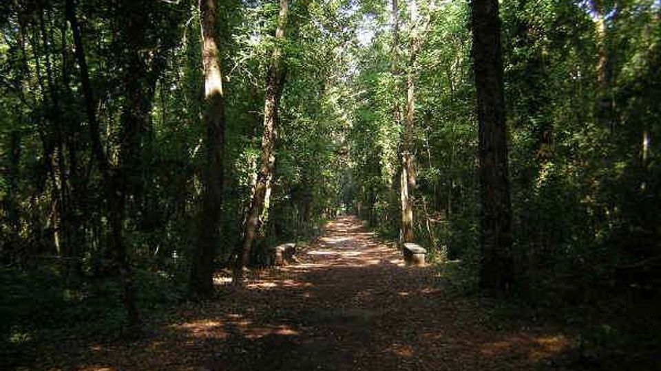 54066-photo-forestacirceo-jpgjpg