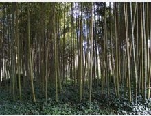 987-207322cd656aa476a5b0437aa8311dd2jpg