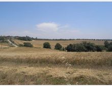 Ampio paesaggio rurale con campi di grano tagliato e vegetazione bassa in primo piano, interrotto da filari di alberi e arbusti. Sullo sfondo si vede una strada di campagna vicino a poche case, sotto un cielo sereno con una nube isolata.