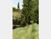 Paesaggio rurale collinare con un grande albero in primo piano, erba alta e un piccolo recinto in legno sullo sfondo. Vegetazione fitta con cipresso e altre piante lungo il pendio sotto un cielo sereno.