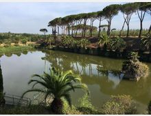 Laghetto con acqua calma che riflette la vegetazione circostante, con sponda erbosa e palme lungo il bordo. Sullo sfondo si vede un filare di alti pini a chioma piatta su una lieve altura, in un paesaggio verdeggiante.