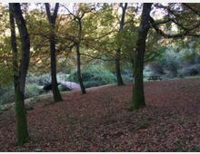 52129-photo-nomentum-jpgjpg