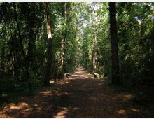 54066-photo-forestacirceo-jpgjpg