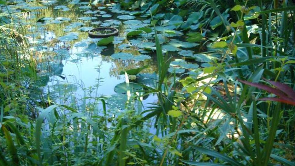 Piccolo stagno in un giardino, con acqua coperta da numerose foglie di ninfea. Intorno si vede vegetazione fitta con canne e piante acquatiche, che incorniciano la superficie riflettente.