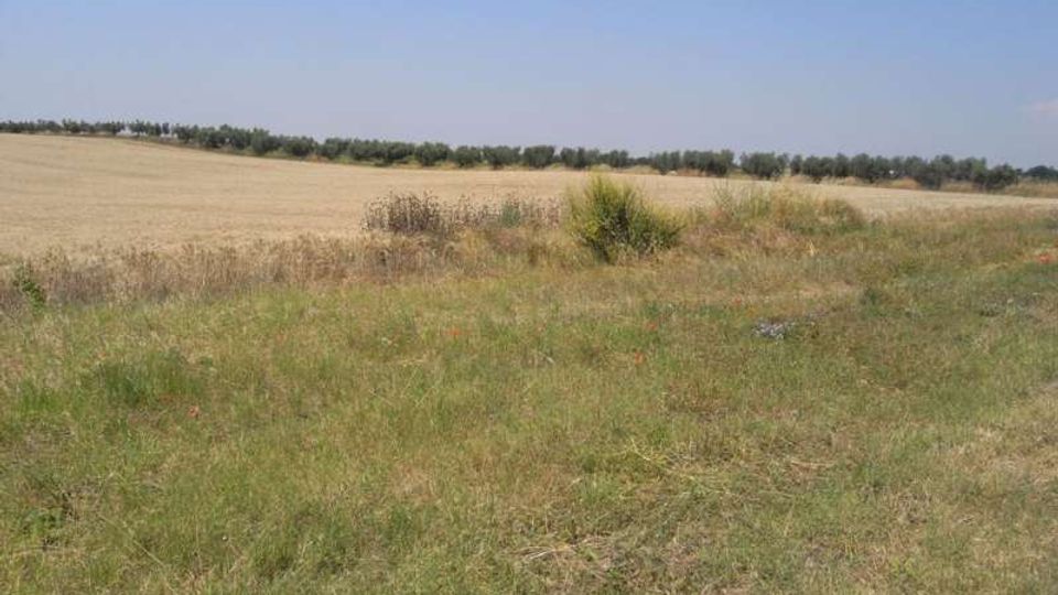 Ampia campagna pianeggiante con campo di grano secco e fascia di erba in primo piano, con cespugli sparsi. All’orizzonte si vede una linea di alberi sotto un cielo sereno e azzurro.