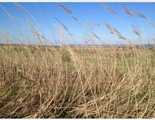 52083-photo-macchiatonda-canne-jpgjpg