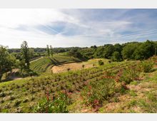 Paesaggio rurale collinare con campi coltivati a terrazze e filari, un sentiero sterrato e alberi sparsi. In primo piano vegetazione e fiori rosa, sullo sfondo boschi e cielo ampio con nuvole sottili.