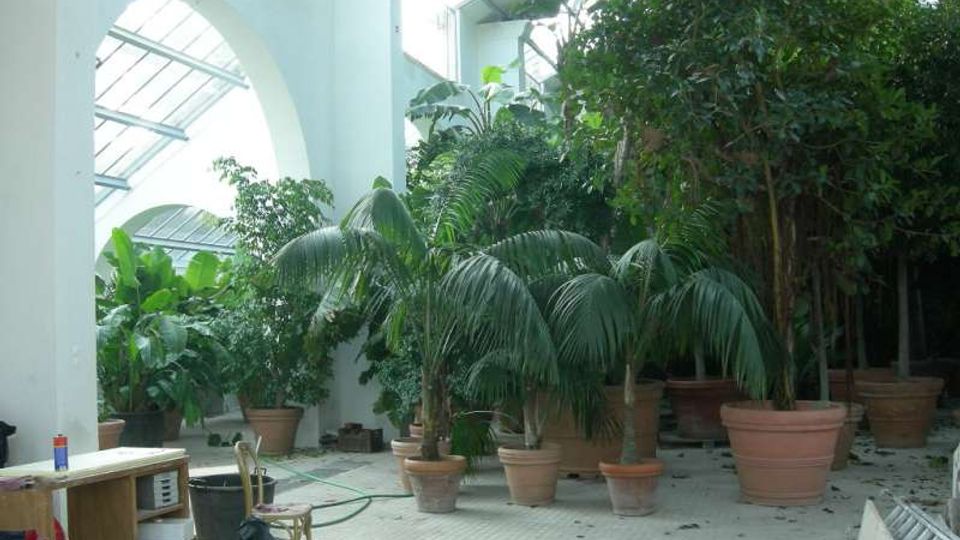 Interno di una serra o giardino botanico con alte arcate bianche e copertura vetrata, pieno di grandi piante tropicali in vasi di terracotta. Sul pavimento piastrellato sono visibili tubi e attrezzi da lavoro, suggerendo manutenzione in corso.