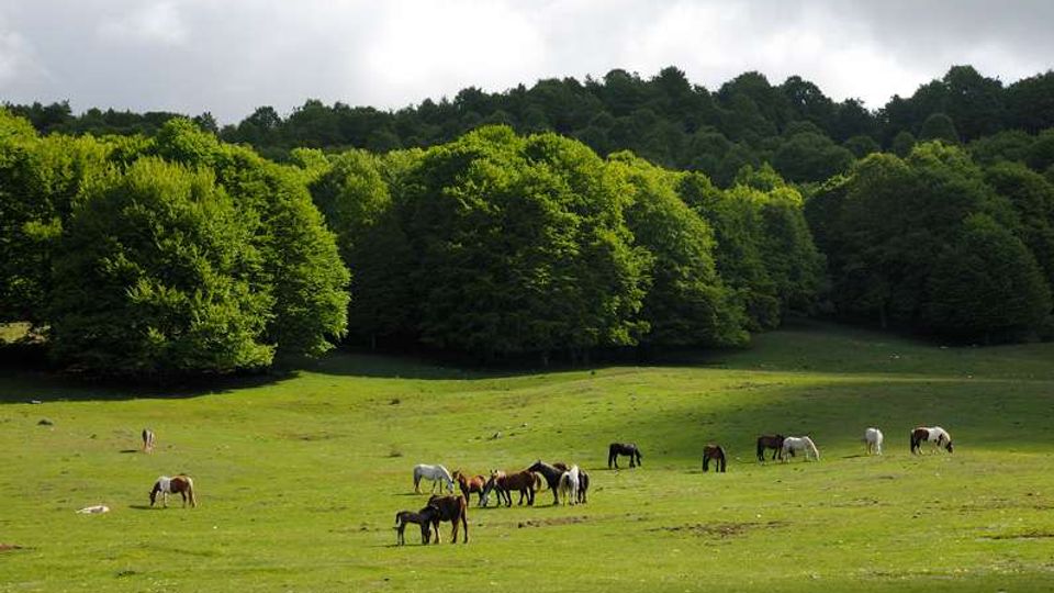 51851-photo-fondijenne9129-jpgjpg