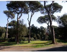 51931-photo-pini-maestosi-jpgjpg