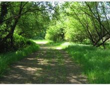 52060-photo-francigena-insugherata-20-jpgjpg