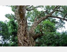 52050-photo-insugherata-770x470-jpgjpg