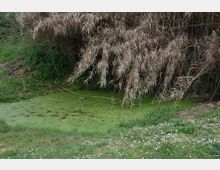 52047-photo-insugherata-31-lemna-minuta-jpgjpg