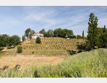 Casa di campagna su una collina con campi terrazzati coltivati e filari di piante, circondata da alberi. In primo piano prato con erba alta e fiori spontanei, sullo sfondo cielo sereno.