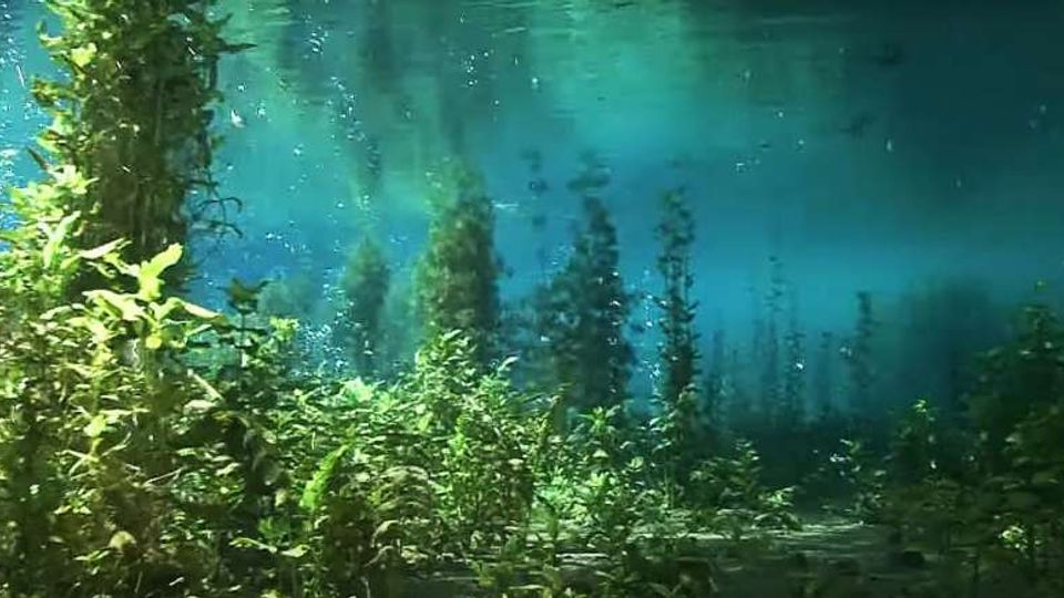 58303-photo-mn-laghetto-parco-dei-mulini-subacquea-jpgjpg