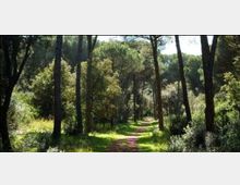 51937-photo-pineta-jpgjpg