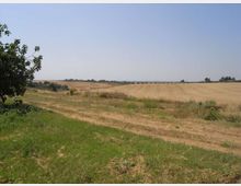 Ampio paesaggio rurale con campi coltivati e terreno secco, attraversato da un sentiero sterrato in primo piano. A sinistra si vede un albero e sullo sfondo l’orizzonte pianeggiante sotto un cielo limpido.