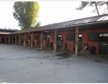 Cortile di un maneggio con una lunga fila di box per cavalli in un edificio basso rosso, con porte verdi e tetto in lamiera sostenuto da pilastri. Davanti ai box c’è una pavimentazione in cemento con paglia e attrezzature appoggiate alle pareti, e alberi sullo sfondo.